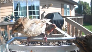 Little Birds Eating Lunch [upl. by Ray70]