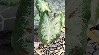 Robust Caladium Plant bicolor green red [upl. by Felix995]