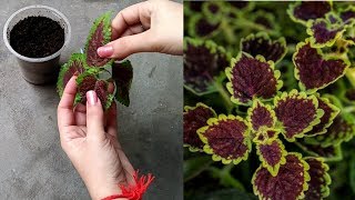 How to grow Coleus from cutting [upl. by Townshend]