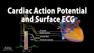 Correlation between Cardiac Action Potential and ECG Animation [upl. by Imak771]