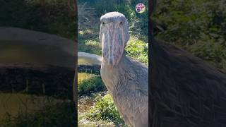 shoebill stork bird sciencefacts science [upl. by Audry]