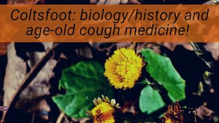 Coltsfoot Tussilago A cough med At first mistaken for a dandelion its not your average quotweed [upl. by Edelstein755]