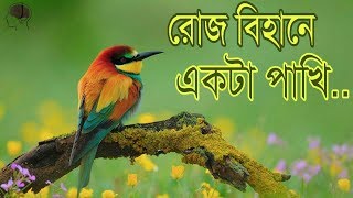 রোজ বিহানে একটা পাখি। Islamic song roj bihane ekta pakhi Allah Allah dake [upl. by Lammaj]