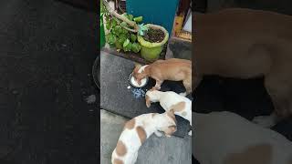 Hi all animals lovers breakfast eating my little dogs 🐶❤️ song love dogshorts pleasesubscribe [upl. by Malkin]