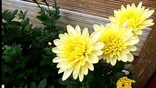 Chrysanthemen🌸🏵🌼🌸 sorgen für Farbtupfer im herbstlichen Garten 🥰💐21102024⛅🙋‍♀️ [upl. by Asinet]