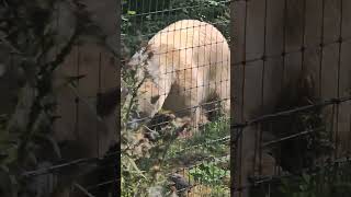 The Polar bears at Jimmys Farm CrushFamily [upl. by Halli]