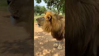 Barbary Lion Vs American Lion 🤔  shorts lion facts wildanimals [upl. by Trevor174]