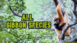 All Gibbon Species  Species List [upl. by Cheney]