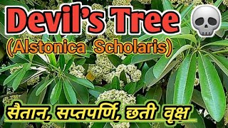 Devils Tree 💀  सैतान वृक्ष  सप्तपर्णि वृक्ष  छती वृक्ष  Alstonica Scholaris [upl. by Ellenid]