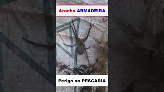 Aranha ARMADEIRA  Picada mortal [upl. by Simmons371]