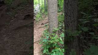 Shorts rougher part of hike in New Jersey Park Watchung Reservation hike newjersey park [upl. by Ellivnarg]