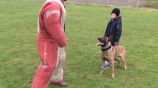 personal  family protection dog training [upl. by Akem52]