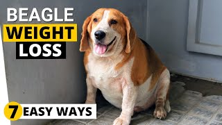 7 Ways to Help your Overweight Beagle Lose Weight [upl. by Asaert]