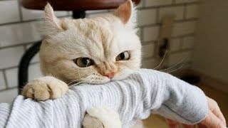 FUNNY CAT MEMES COMPILATION OF 2022 PART 32 [upl. by Callista]