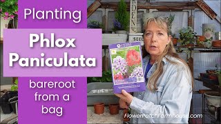 Phlox Paniculata Planting Bareroot  Easy Summer Flowers [upl. by Kirat399]