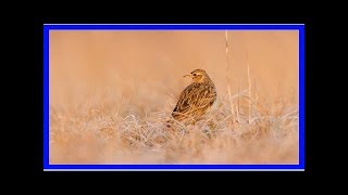 Das Schweigen der Vögel [upl. by Bock]