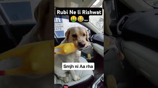 Rubi Ne Li Injection k Badle Rishwat 🤑 ll labra rubi ll doglover labrador youtubeshorts shorts [upl. by Elocon]