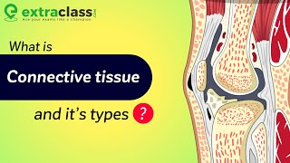 What is Connective Tissue And It’s types  Biology  Extraclasscom [upl. by Jung]