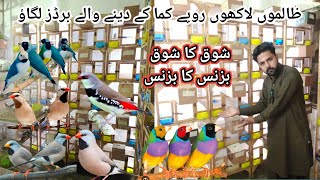 Breeder Setup In Lahore All Bird Available In Reasonable Goldianfinch Shaftail Diamond Finches [upl. by Konstantin853]