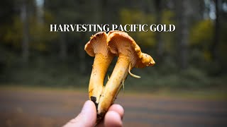 Chanterelle Mushroom Foraging PNW [upl. by Soracco671]