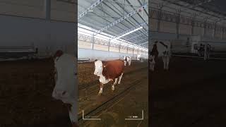 🔴 SIMMENTAL CATTLE ✅ Biggest Bulls And Cow [upl. by Wallraff]