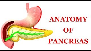 Anatomy of Pancreas Made Easy [upl. by Yeclek517]