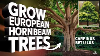 How To Grow Carpinus Betulus European Hornbeam Trees [upl. by Cynthia590]