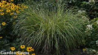 Pheasants tail grass Anemanthele lessoniana aka Stipa arundinacea [upl. by Zacharias]