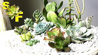 How to Collect Succulent Specimens Fast amp Starting w Cuttings [upl. by Bidget]