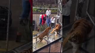 Two Tigers fighting over Glass Walkway at Zoo tiger fighting zoo [upl. by Narib777]