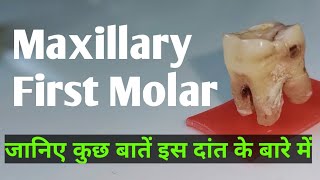 Maxillary First Molar  Morphology of Root Canal System of Maxillary 1st molar [upl. by Arick]