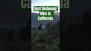 Best Hike to see the Redwood Trees in Northern California trees california [upl. by Akilat]