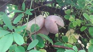 Chocolate vine  Akebia Quinata  harvesting the unusual fruit tasting and discussing other uses [upl. by Frazer]