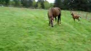 3 day old Morgan Foal  1st turnout video1 [upl. by Nollahp]