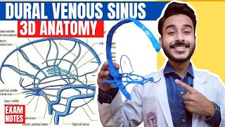 Dural Venous Sinuses Anatomy 3D  venous sinuses of brain  anatomy of dural venous sinuses [upl. by Azerila383]