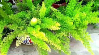 How to care Foxtail fern Asparagus fern1862019 [upl. by Ohare909]