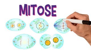 ✅ FASES DA MITOSE  DIVISÃO CELULAR [upl. by Atikat775]