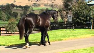 More Than Ready stallion Pluck at Vinery Stud [upl. by Yekcaj890]