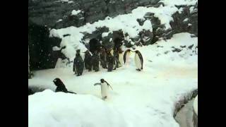 Happy Feet Penguin Dancing to Beyonces Song quotAll the Single Ladiesquot [upl. by Alisha]