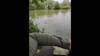 Cottington lakes part 2 🎣 carp fishing carpfishing pov fish angling fish vlog [upl. by Kerrill]