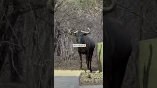 Marloth park bush escape krugernationalpark weekendgetaway wildlifeadventure vlog [upl. by Forrester]