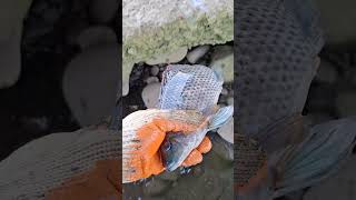 Nakaipit sa bato dinakma ko fishing hectortvvlogs shorts shortsviral shortsvideo [upl. by Ebneter116]