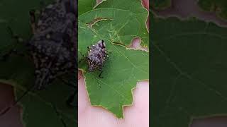 Bug hemiptera on my hand for rescue [upl. by Lladnar]