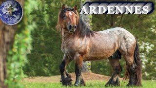 TOP Beautiful Ardennes Horse in the World [upl. by Scoter439]