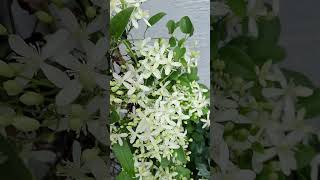 Clematis plant [upl. by Jerrilyn71]