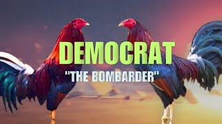 DEMOCRAT GAMEFOWL BLOODLINE Fighting Style and History [upl. by Steep]