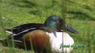 shoveler  slobeend  anas clypeata [upl. by Stedt]