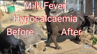 Hypocalcemia in buffalo  Milk Fever in cow  Parturient Paresis in cow [upl. by Damon977]