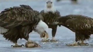 BBC Natural World Mississippi Tales of the Last River Rat [upl. by Carlie]