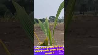 Jungle safari se 400meter pehle211rs per sqft minimum plot 6000 sqft 7999721690 [upl. by Dollar]